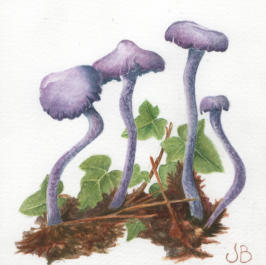 Amathyst Deceiver. Original mounted watercolour. 12x12cm. £60 