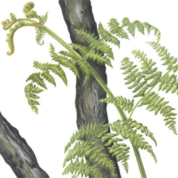 part of the RHS illustration