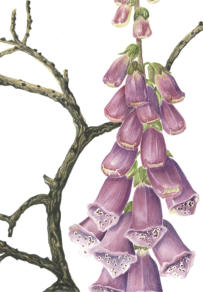 Pheonix Foxglove