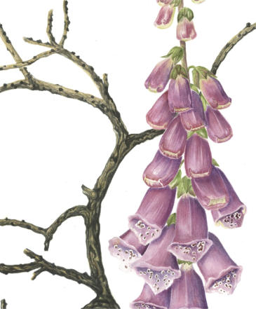 part of the RHS illustration