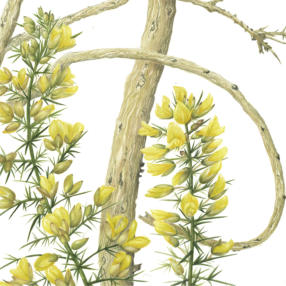 part of the RHS illustration