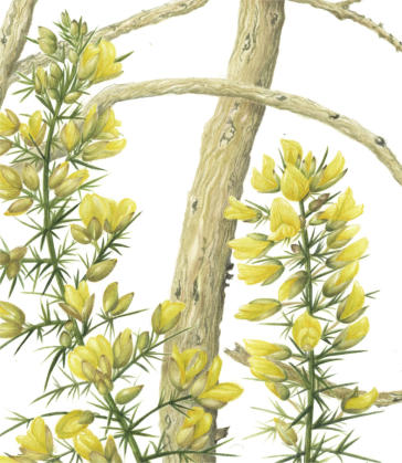 part of the RHS illustration