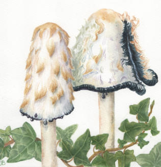 Shaggy Ink Cap. Original mounted watercolour. 25x17cm £99 