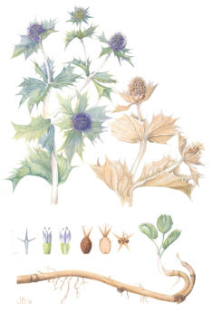Sea Holly. Mounted. Signed limited edition print. 41x25cm. £99