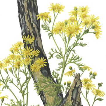 part of the RHS illustration