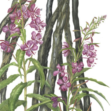 part of the RHS illustration