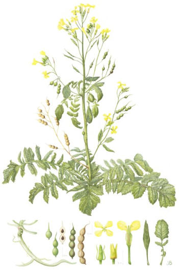 Sea Raddish. Watercolour Mounted. Signed limited edition. 63x42cm  £145