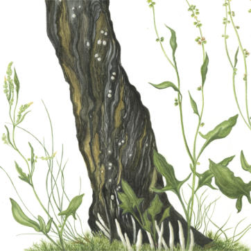 part of the RHS illustration