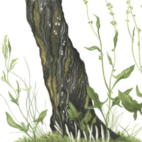 part of the RHS illustration