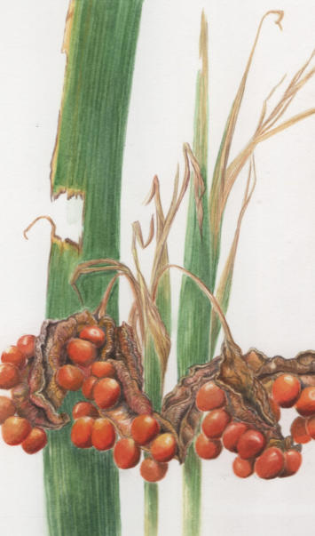 Stinking Iris seed heads. Original mounted watercolour. 15X15cm £125