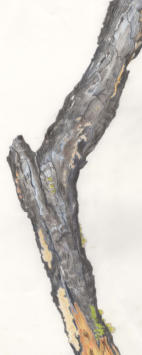 Pencil sketch of burnt gorse branch - not for sale