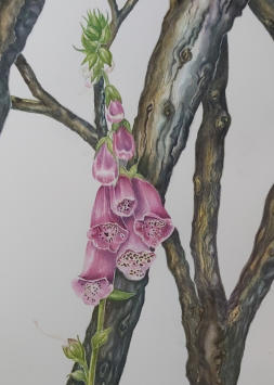 Foxglove with burnt sticks, original watercolour, mounted/framed, £400