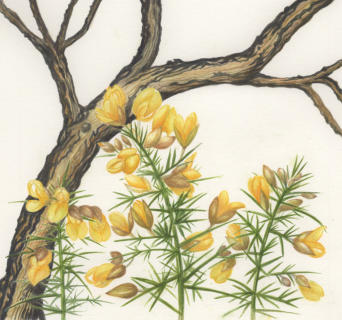 Burnt and new gorse watercolour. £99