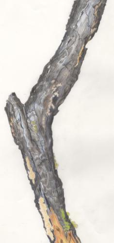 Pencil sketch of burnt gorse branch - not for sale