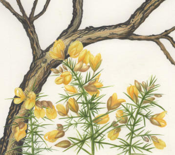 Burnt and new gorse, watercolour/mounted, Sold