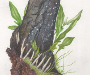 Burnt gorse stump with fungi and sheep's sorrel, watercolour mounted, £95