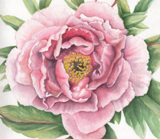 Peony. SOLD