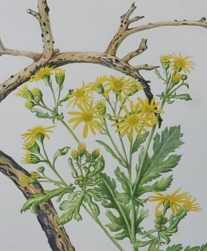 Ragwort with burnt gorse sticks. Watercolour, Mounted. £250